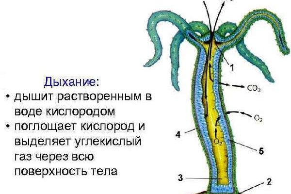 Кракен это известный маркетплейс