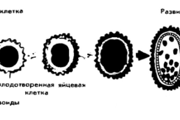 Kraken 13 at сайт